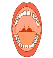 口の中と働き 鶴ヶ島 若葉駅で痛くない歯医者 鶴ヶ島市のプラザ若葉歯科