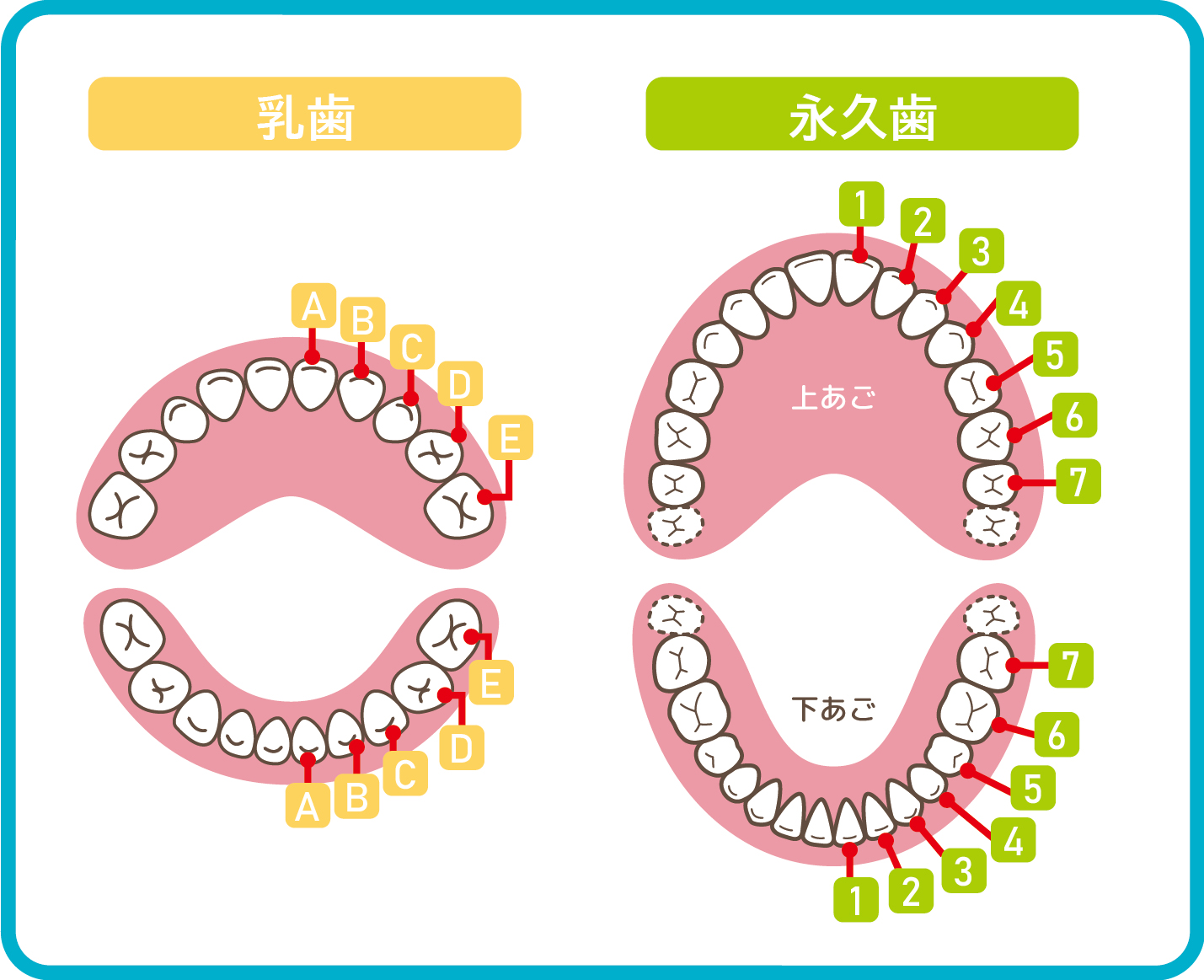 乳歯と永久歯